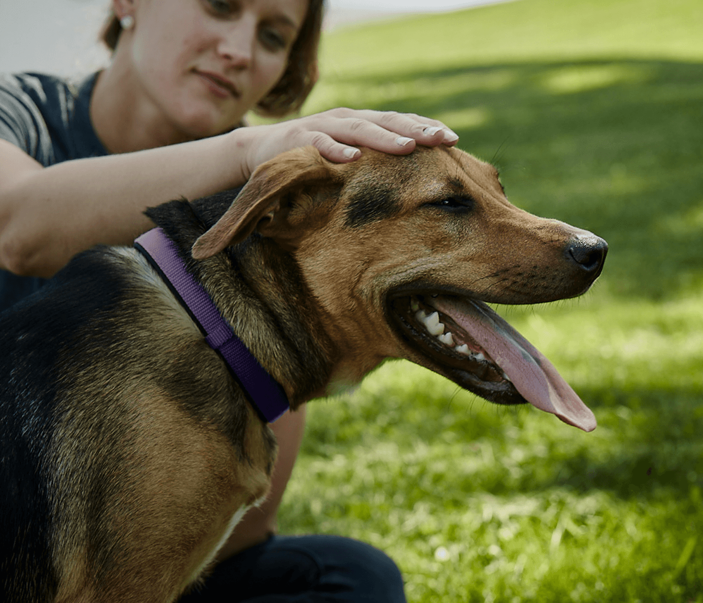 Person stroking a dog on a purple collar on a green park